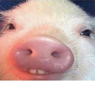 didyaeatyet