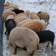 Mangalitsa Queen