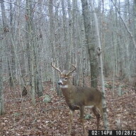 Blue Collar Pit Boss