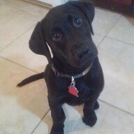 BlackLabsMatter