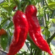 chilemeyer