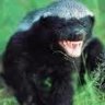 badgerbrigade