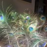 feathers