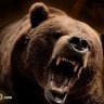 AngryBruin