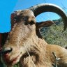 Aoudad