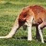 roo tail