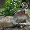 aussieqer