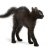 scaredycat