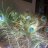 feathers