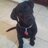 BlackLabsMatter