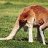 roo tail