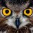 smokingowl