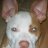 pit pup