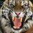 tigermeat
