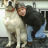dogbytes