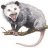 possum