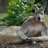 aussieqer