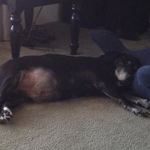 atticas sleeping.jpg