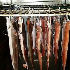 Fish in Smoker 1.jpg