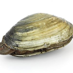 Clams.jpg
