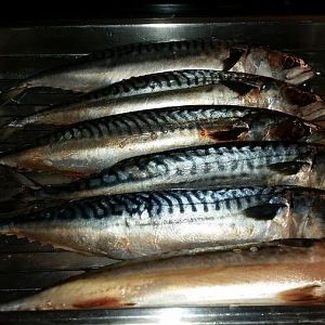 Mackerel Gutted.jpg