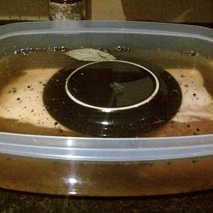 submerged in brine.jpg