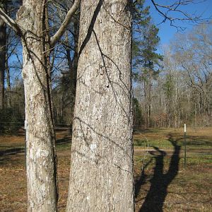 Bitternut hickory 001.JPG