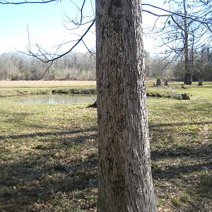 Bitternut hickory 002.JPG