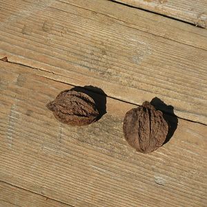 Bitternut hickory 003.JPG