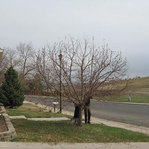 20150318 779 Glasgow Trim Crabapple IMG_3826.JPG