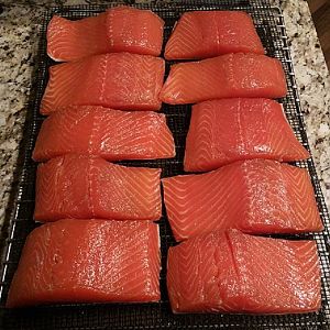 salmon qmatz.jpg