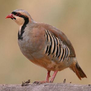 Chukar photo.jpg