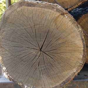 log-end-crack.jpg
