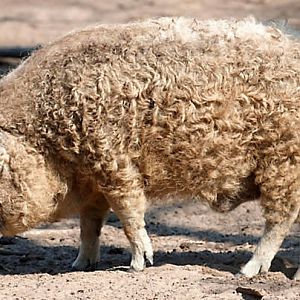 mangalica-pig-heritage-pork_HomeMedium?$EDP$