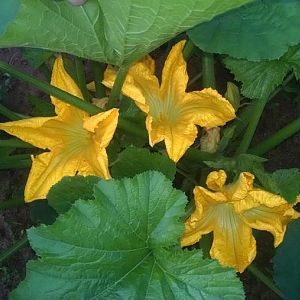 IMG_20160429_071418632.jpg