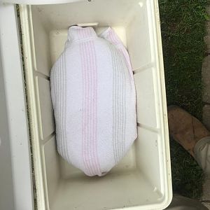 image.jpeg
