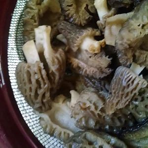 IMG_20160530_163259522[1].jpg
