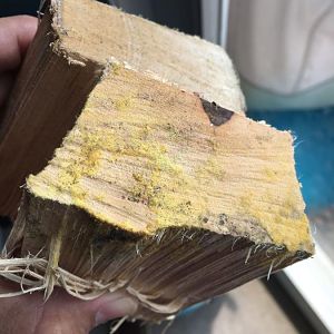 moldy wood.JPG