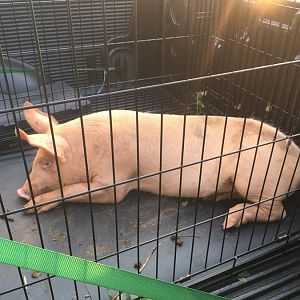 Pig1.jpg