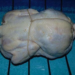 6 Bird.JPG
