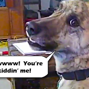 TalkingDog.png