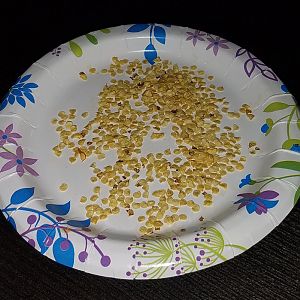 hatchseed.jpg
