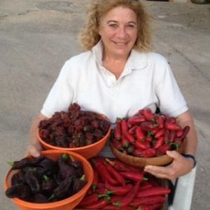 Harvest of Chilis.jpg