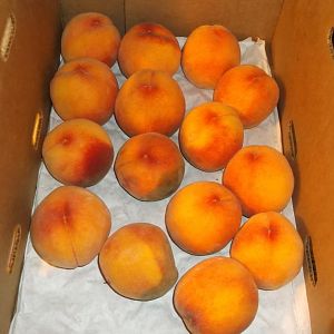 Uncle Goldies Peach Booze 001.JPG