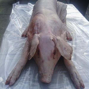 Pig3.jpg