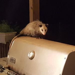 Possum1.jpg