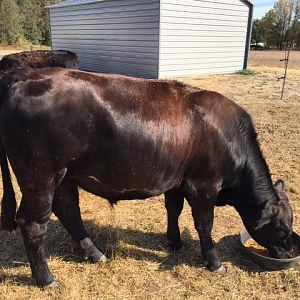 Cow.jpg