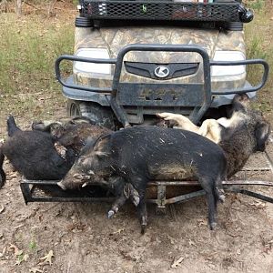3hogz.jpg