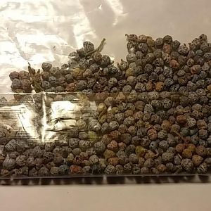 Junipers.JPG