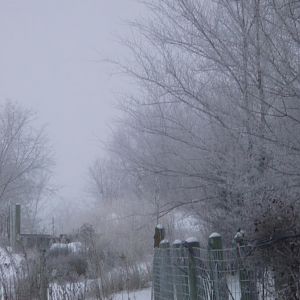 Freezing Fog 002.JPG